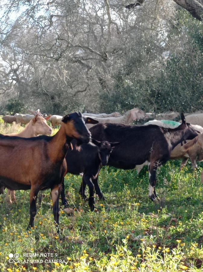 La Petraia Vila Magliano Exterior foto